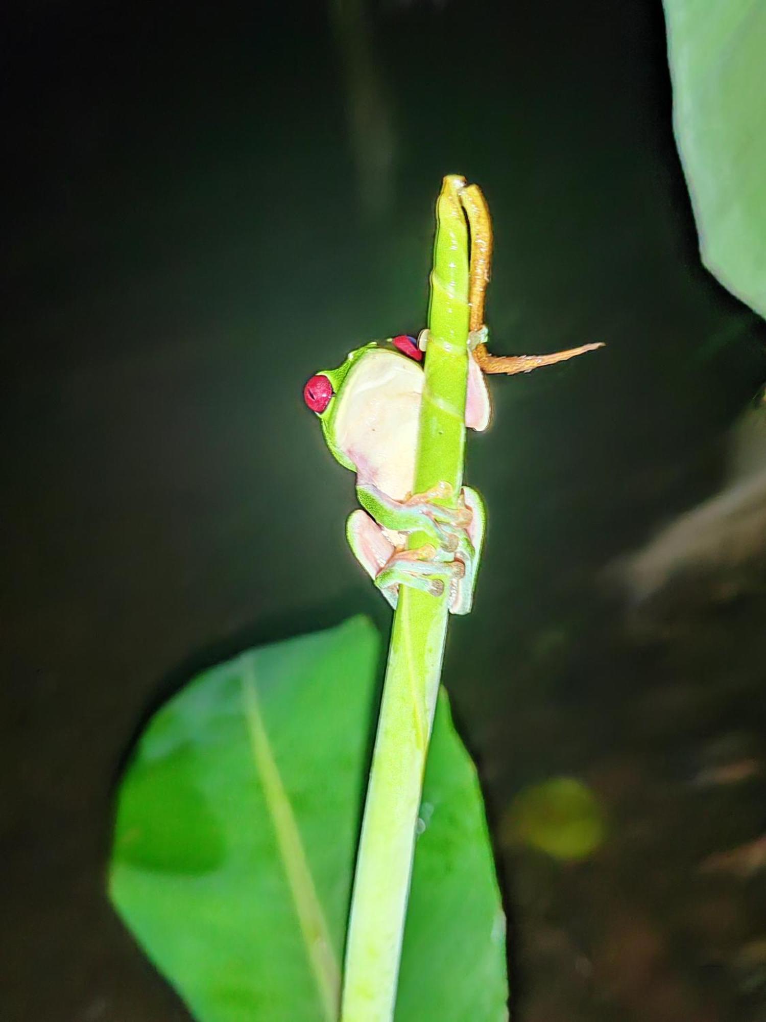 Garden Of Heliconias Lodge Drakes Bay 外观 照片
